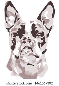 Simple and minimal color Boston Terrier dog illustration, isolated style on white background