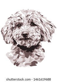 Simple and minimal color Toy Poodle dog illustration, isolated style on white background