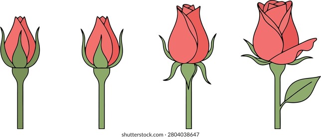 Simple Minimalist Single Rosebud Beginning to Open With Clean Lines Isolated on a Blank White Background for Floral Concept