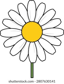 Simple Minimalist White Daisy Flower With Yellow Center Blooming Alone on a Clean White Background