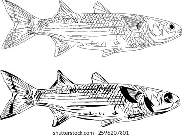 A simple and modern outline mullet fish