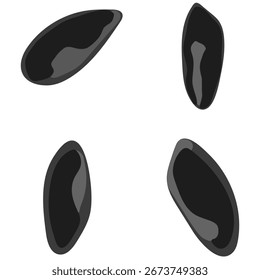 Simple and modern vector of fruit seeds isolated on white.