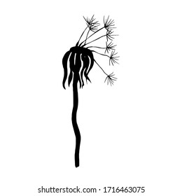 Simple not perfect black silhouette dried old dandelion. Icon illustration isolated on white. Hand drawing vector asia sign, symbol. Wabi sabi japanese style.