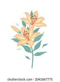 Simple orange lilies isolated on white background. Big lily flower heads and green leaves on stem. Botanical floral element vector flat illustration. 