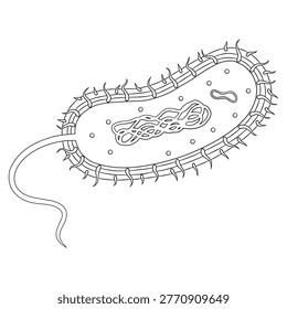 Simple outline bacteria cell structure illustration with flagellum and internal components educational biology line art diagram