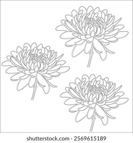 Simple outline drawing of a chrysanthemum, perfect for coloring, crafting, and educational use