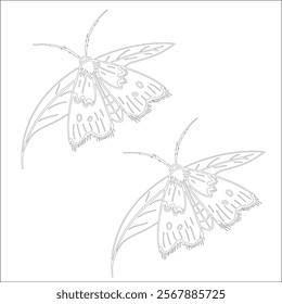 Simple outline drawing of a moth , perfect for coloring, crafting, and educational use