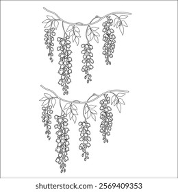 Simple outline drawing of a wisteria, perfect for coloring, crafting, and educational use