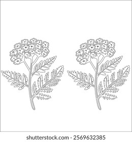Simple outline drawing of a yarrow, perfect for coloring, crafting, and educational use