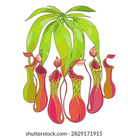 Simple outline illustration of a Nepenthes monkey-cup plant, isolated on a clean background