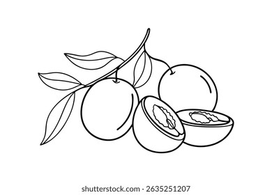 Simple outline illustration of olives on branch with leaves and cross sectioned fruit