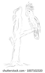 Simple Outline Sketch of Cockatoo Bird at Tree