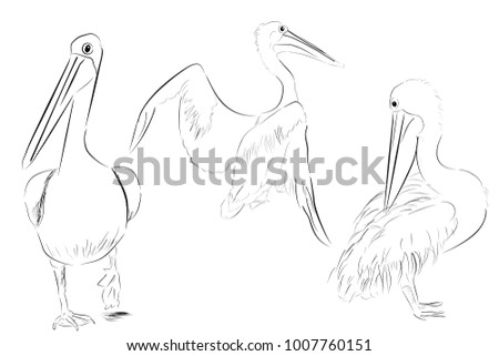 simple outline sketch three pelican bird stock vector royalty free