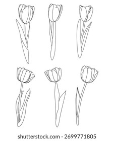 Simple outline of spring tulips flowers for coloring pages, perfect floral flat graphic design for creative projects