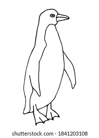 Simple outline vector doodle drawing. Penguin isolated on white background. Polar arctic animals, birds.