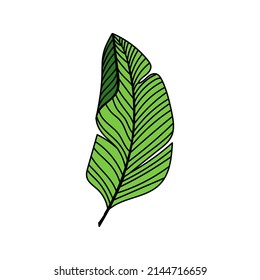 A simple palm leaf icon. Vivid illustration. A hand-drawn doodle-style element. Palm tree. Tropics, summer. Isolated vector illustration.