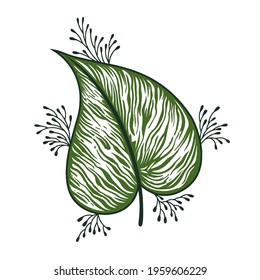 Simple peepal leave with with white background