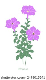 Manojo de Petunia simple aislado sobre fondo blanco. Flores rosadas y hojas verdes de la planta de jardín con flores. Ilustración plana de Vector botánico. 