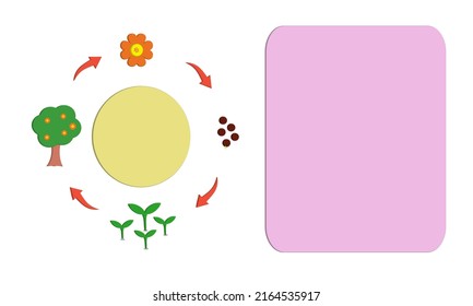 Simple plant cycle of mature tree, flowering, seed and sprouting