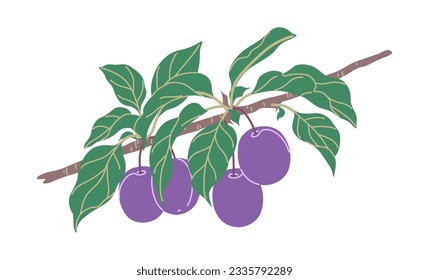 Simple plum tree branch with purple fruits and green leaves isolated on white background. Healthy natural food. Garden plant part with ripe plums. Vector flat illustration.