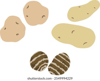 Simple potato and taro illustration.  Flat design.