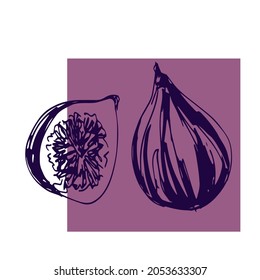 Simple purple figs vector illustration on the white and purple background. Autumn exotic fruits template for design projects. Autumn harvest season. Traditional fall sweet seedy purple fruits. 