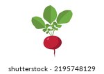 Simple radish clipart vector illustration isolated on white background. Radish with root and leaves flat cartoon style. Radish sign icon. Organic food, vegetables and restaurant concept