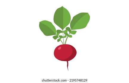 Simple radish clipart vector illustration isolated on white background. Radish with root and leaves flat cartoon style. Radish sign icon. Organic food, vegetables and restaurant concept