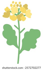 Simple rapeseed flower vector illustration