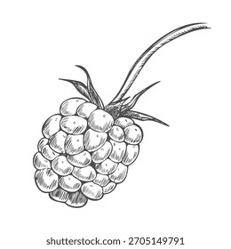 Simple raspberry or blackberry in a detailed line art style. An outline icon of a summer berry for food packaging or recipes.