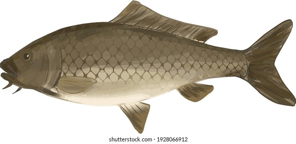 Simple and realistic brown carp illustration