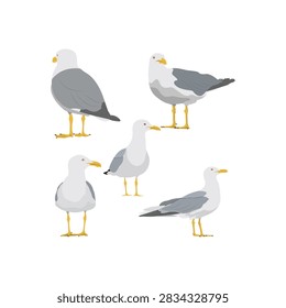 A simple realistic flat cartoon vector illustration featuring a flock collection of five seagull seabirds standing calmly on an isolated blank background, captured from various side, front, and back view perspectives.