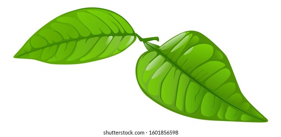 Simple realistic green tea leaves decorative element. Bright green fresh tea leaves isolated close up. Package design, advertising, market place decoration. 