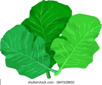 Ilustración de kale simple y realista