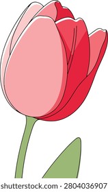 Simple Red Tulip Blossom Head Featuring Clean Lines and Minimalist Aesthetic Set Against a Pure White Background