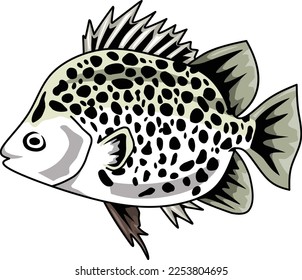 simple seawater fish vector set isolated on white. scat, spotted scat, fish, animal, sea, ocean, seafood, coral fish, tropical fish,  food, aquarium, yellow, black, white, vector illustration.