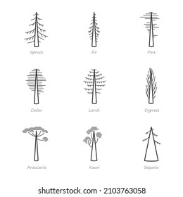 Simple set of coniferous trees related vector icons. Contains icons as araucaria, cedar, cypress, fir, pine and more.