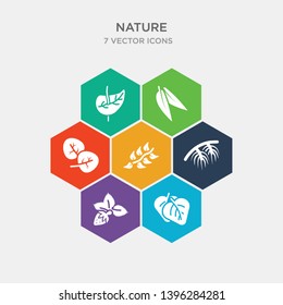 simple set of cordate, straberry leaf, pine needle, pinnation icons, contains such as icons reniform, lanceolate, perfoliate and more. 64x64 pixel perfect. infographics vector