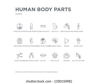 simple set of human body parts vector line icons. contains such icons as ball of the knee, basophil, big cellule, big lips, blood supply system, blood vessel, bones joint, bosom, brain body organ