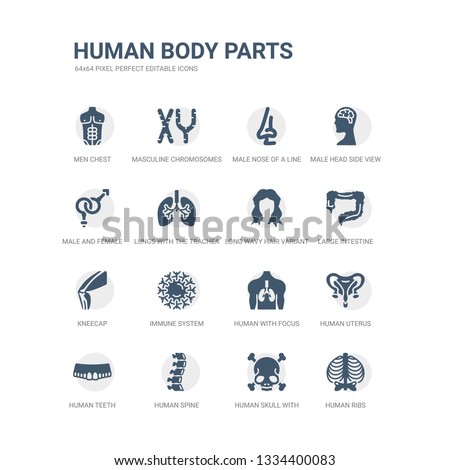 simple set of icons such as human ribs, human skull with crossed bones, human spine, teeth, uterus, with focus on the lungs, immune system, kneecap, large intestine, long wavy hair variant. related