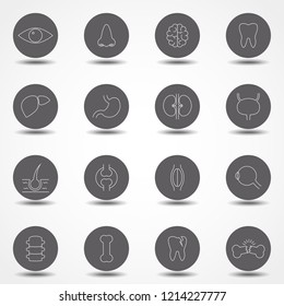 Juego simple de iconos de línea de vectores relacionados con órganos internos. Contiene iconos tales como sistema reproductivo, cerebro, corazón, vasos sanguíneos y más. Diseño plano