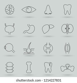 Simple Set of Internal Organs Related Vector Line Icons. Contains such Icons as Reproductive System, Brain, Heart, Blood Vessel and more. Flat design