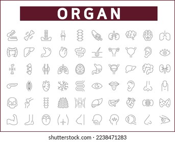 Simple Set of organ and human anatomy Related Vector Line Icons.
Vector collection of medical, heart, liver, brain, bones, lung, kidney, bladder, eye, tooth and design elements symbols or logo element