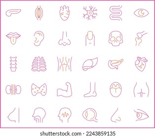 Conjunto simple de iconos de línea de vectores relacionados con órganos y anatomía humana.
Colección vectorial de elementos médicos, cardíacos, hepáticos, cerebrales, óseos, pulmones, riñones, vejiga, ojos, dientes y de diseño, símbolos o logotipo