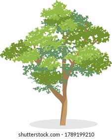Simple single tree vector illustration