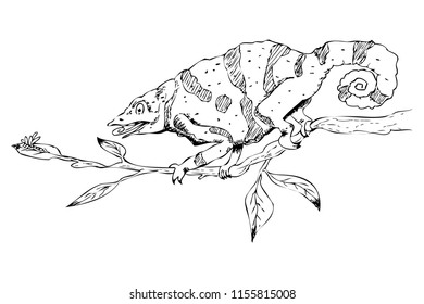 simple sketch of chamelion at small branch