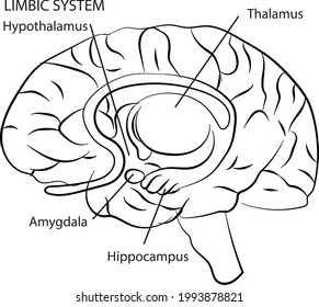 Esbozo simple del cerebro humano como arte de línea de ilustración del doodle