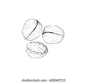 Simple sketch of walnuts
vector outline illustration