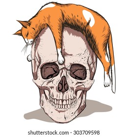 Simple skull with orange cat.White background.