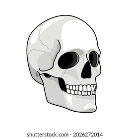 Simple skull. Smiling skulls vector illustration for pirates darkness art, evil horror graphics, head line bones elements, hand drawn skeleton face, halloween traditional death drawing white isolated